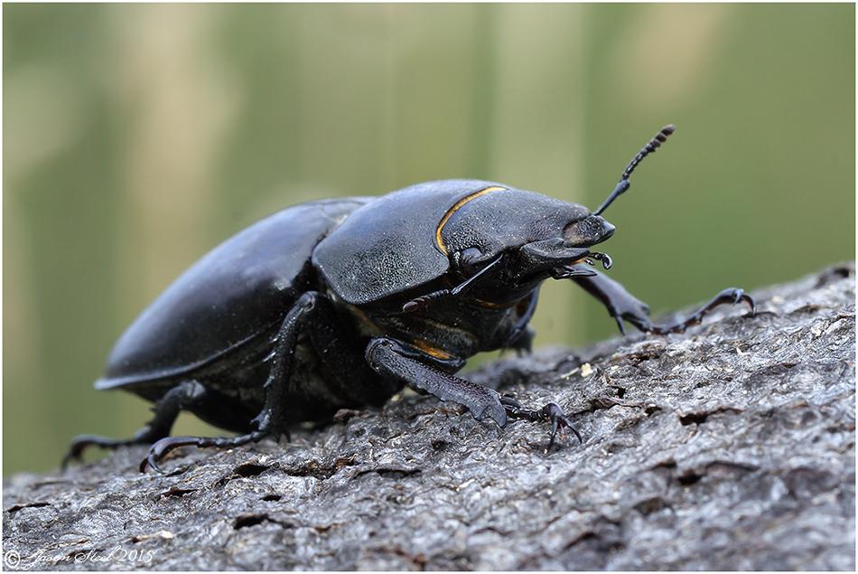 Beetles In The UK beetles-in-the-uk